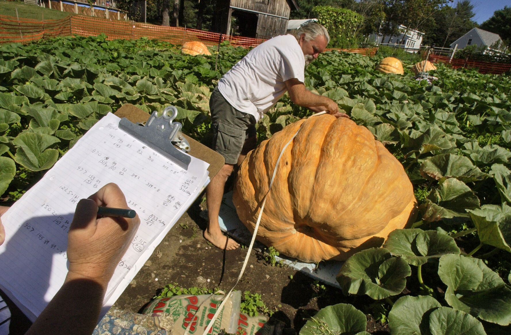 Giant Pumpkin Patch